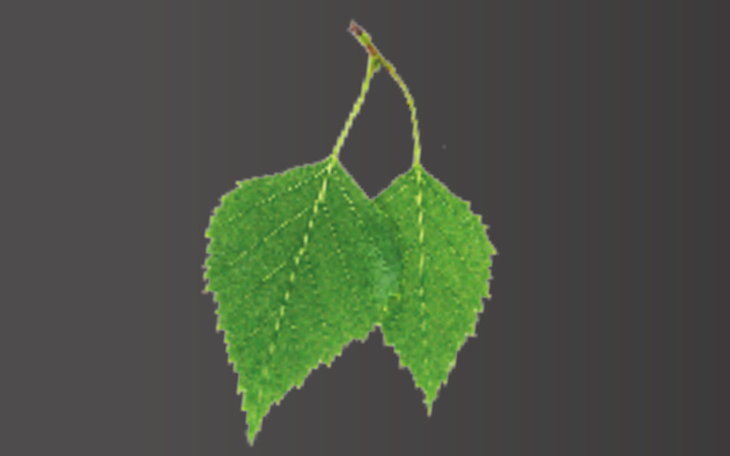 Saunaduft Finnische Birke